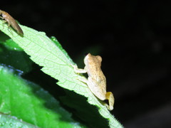 Dendropsophus nanus