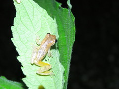 Dendropsophus nanus