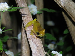 Dendropsophus arndti