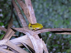 Dendropsophus arndti