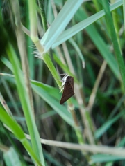 Uresiphita ornithopteralis