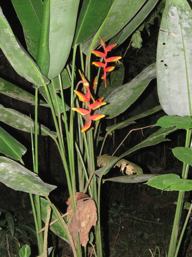 Heliconia marginata (Heliconia marginata)