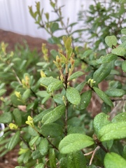 Myrcianthes fragrans