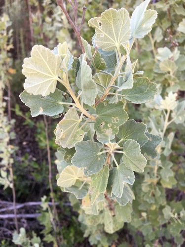 Image of Malacothamnus nuttallii by (c) redrovertracy, some rights reserved (CC BY)