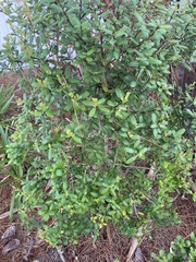 Myrcianthes fragrans