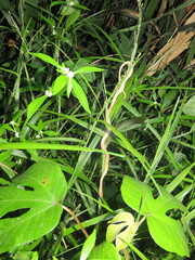 Thamnodynastes pallidus