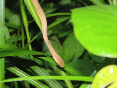 Thamnodynastes pallidus