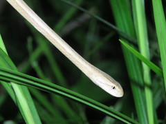 Thamnodynastes pallidus
