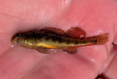 Etheostoma duryi