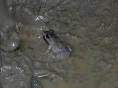 Adenomera chicomendesi