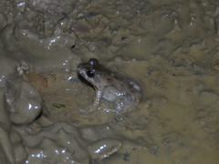 Adenomera chicomendesi