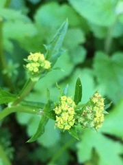 Saniculeae