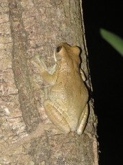 Trachycephalus typhonius