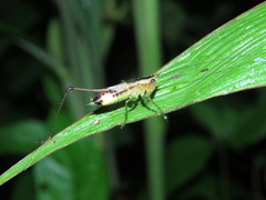 Conocephalus versicolor