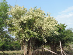 Podopterus mexicanus