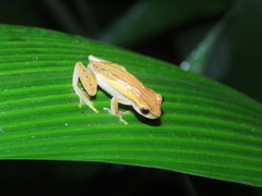 Dendropsophus walfordi