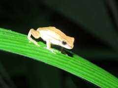 Dendropsophus walfordi
