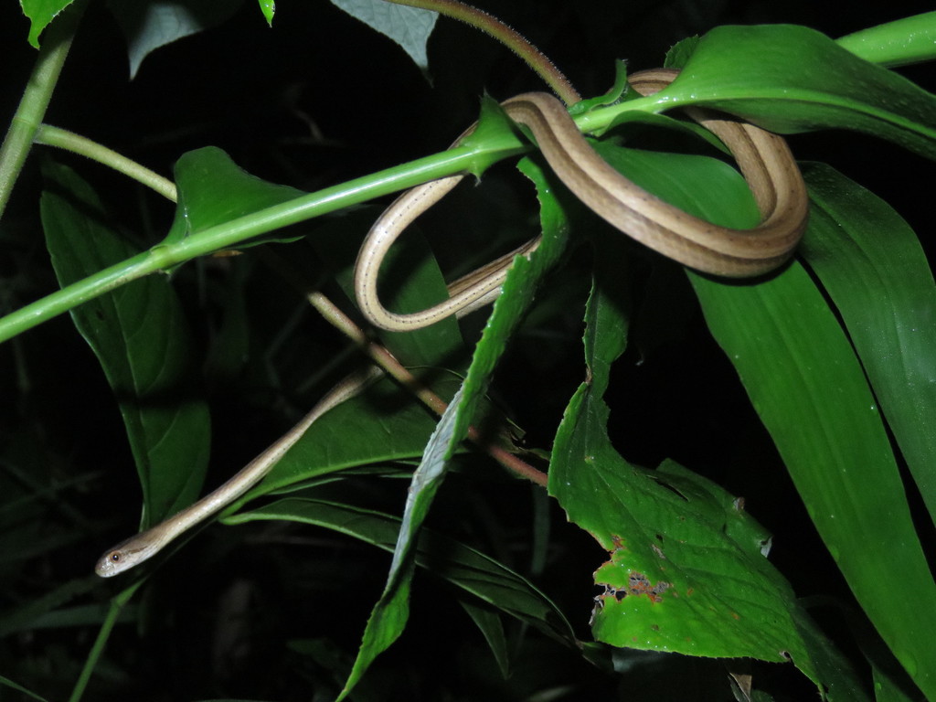Thamnodynastes lanei