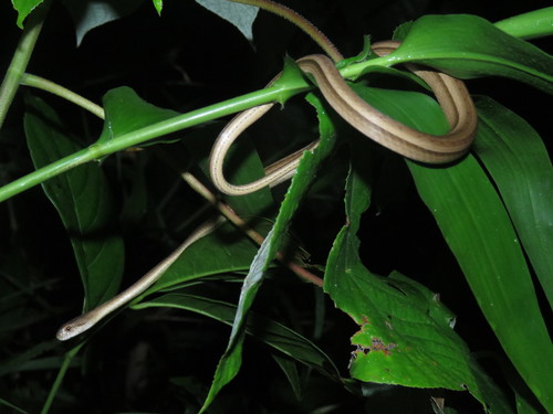 Thamnodynastes lanei