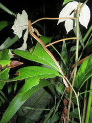 Thamnodynastes pallidus