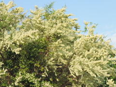 Podopterus mexicanus