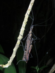 Pseudophasma castaneum