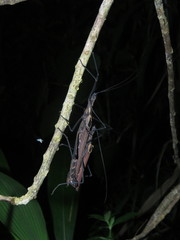 Pseudophasma castaneum