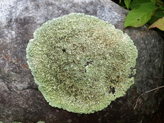 Xanthoparmelia tasmanica