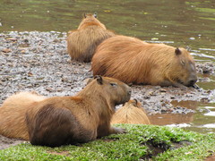 Hydrochoerus hydrochaeris