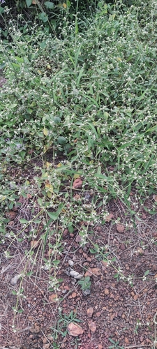 Alternanthera bettzickiana iNat (3)