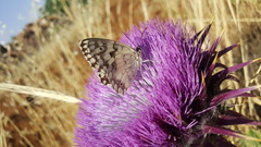 Melanargia