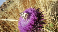 Melanargia