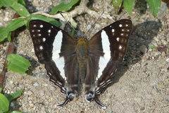 Dodona deodata