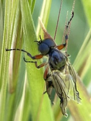 Bibio xanthopus