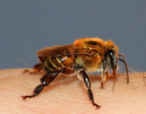 Melipona puncticollis