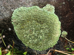 Xanthoparmelia tasmanica