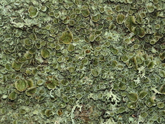 Xanthoparmelia tasmanica