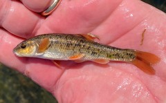 Campostoma oligolepis