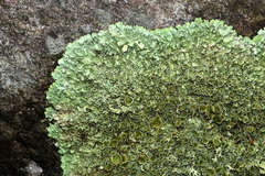 Xanthoparmelia tasmanica