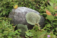 Xanthoparmelia tasmanica