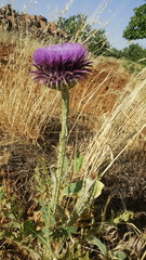 Onopordum macrocephalum