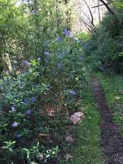 Ceanothus parryi