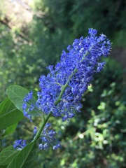 Ceanothus parryi