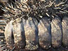 Acanthopleura spinosa