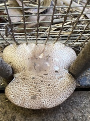 Agaricus subrufescens