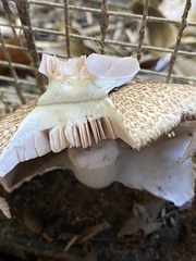 Agaricus subrufescens
