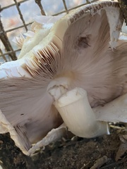 Agaricus subrufescens