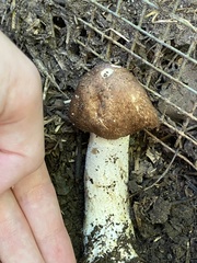 Agaricus subrufescens