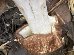 Agaricus subrufescens