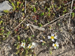 Leavenworthia
